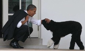 OBAMADOG